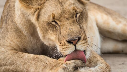 Ghobe national park_safari-Afrika