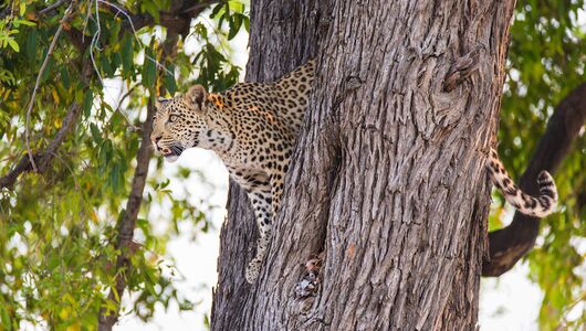 moremi game reserve