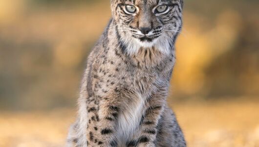 Den sky og sjældne iberiske los
