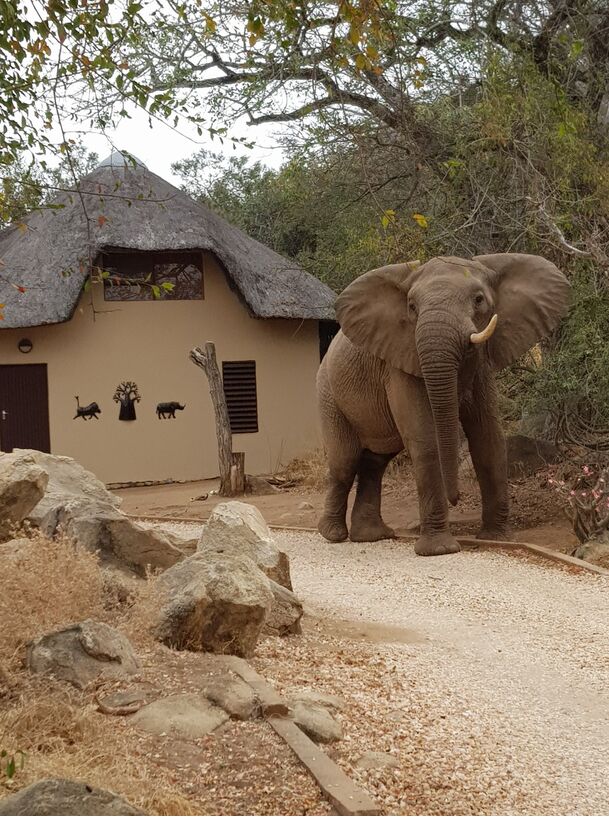 Elefant i Balule River Lodge Elefant i vores lodge, Balule River Lodge