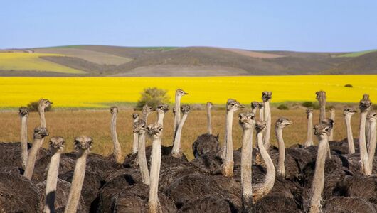 Cape Town tilbyder smukke strande og vinsmagning 
