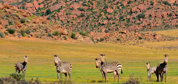 safari sydafrika tilbud