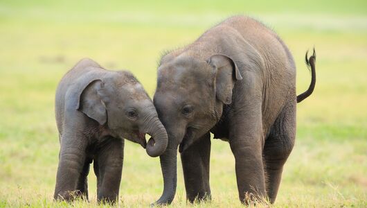 habarana/elephants-minneriya