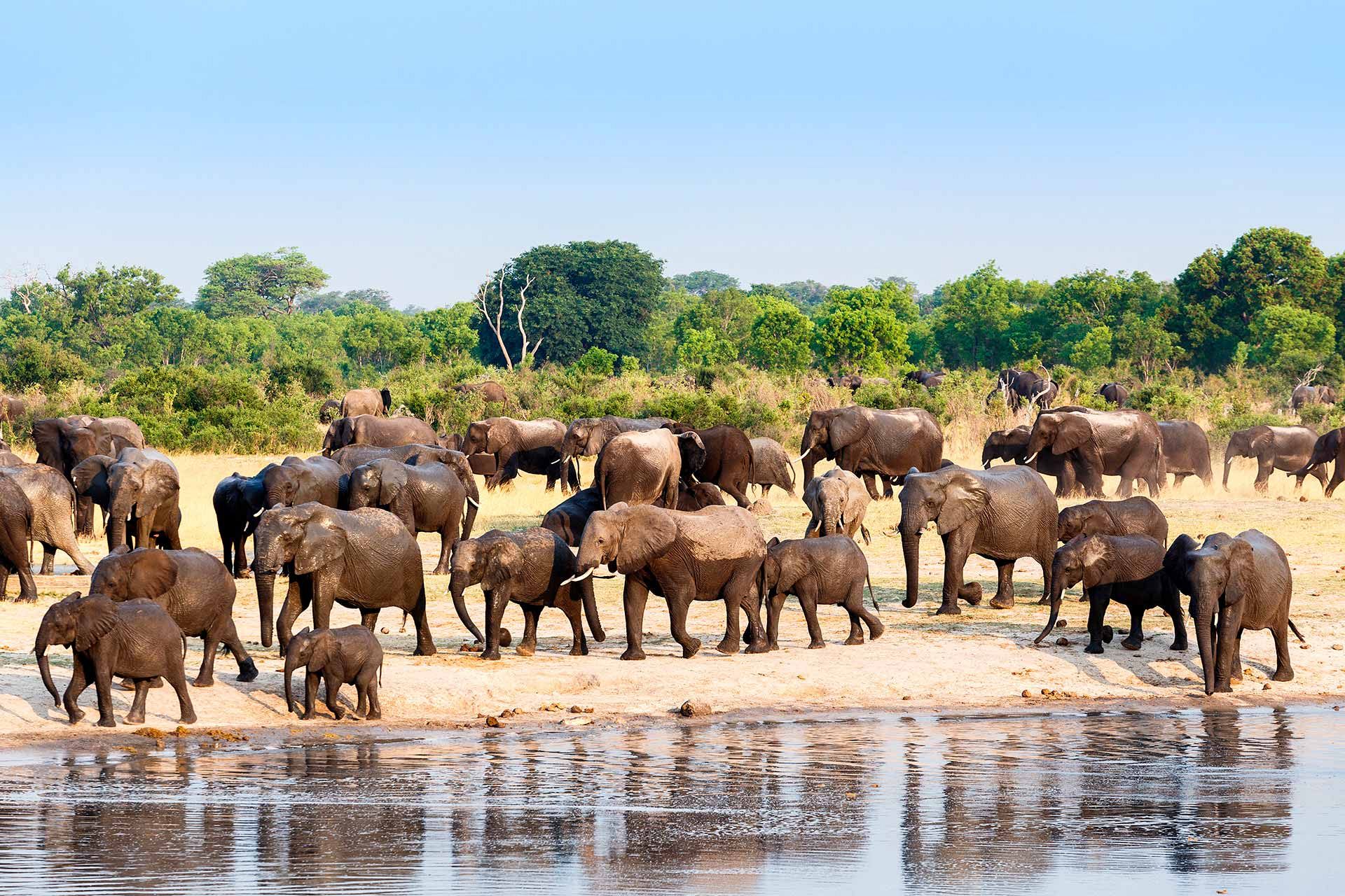 safari in hwange