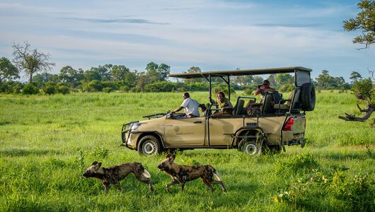 vilde hunde i Karangoma