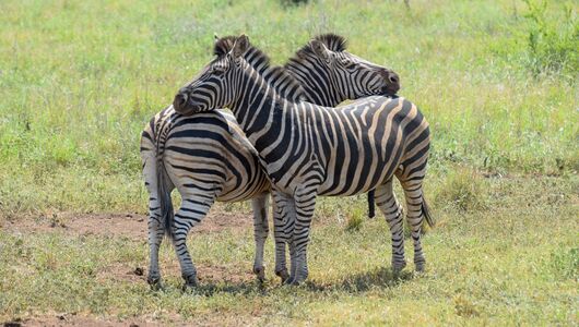 Zabraer i kruger nationalpark