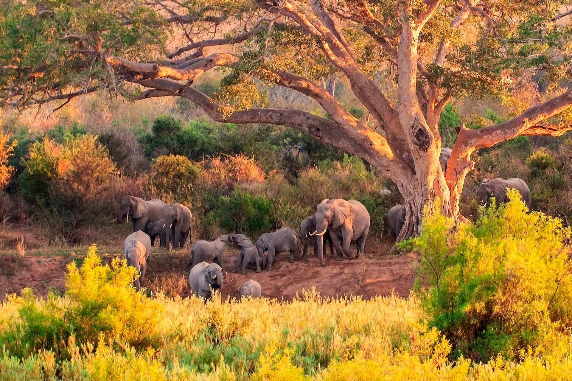 sydafrika safari kruger park