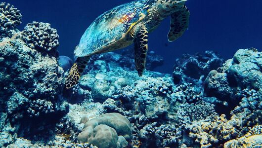 Maldiverne vandaktivitet 