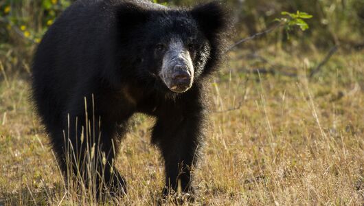 wilpattu-national-park/wilpattu