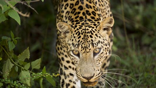 wilpattu-national-park/wilpattu