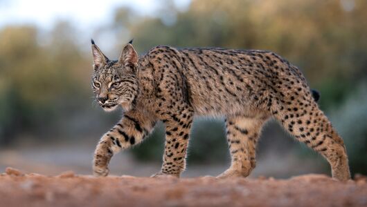Den sky og sjældne iberiske los