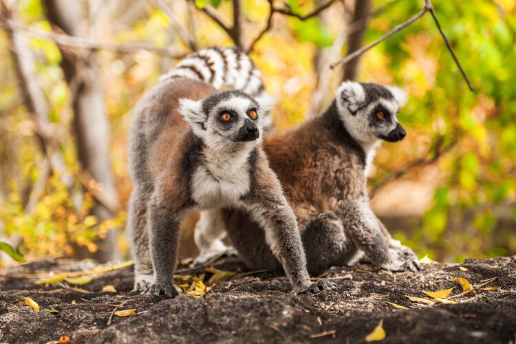 Rejseforedrag i København om det sydlige Afrika og Madagaskar