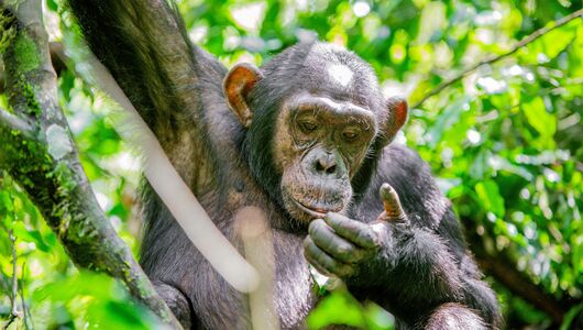 Klatrende chimpanse Ikasha området