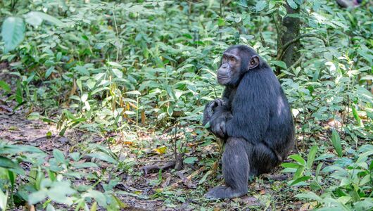 Chimpanser i eget habitat