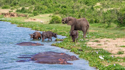 Elefanter og flodheste i Queen Elizabeth Nationalpark