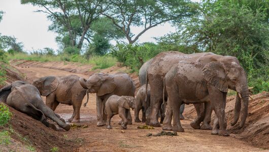 Vandresafari ved Lake Mburo nationalpark