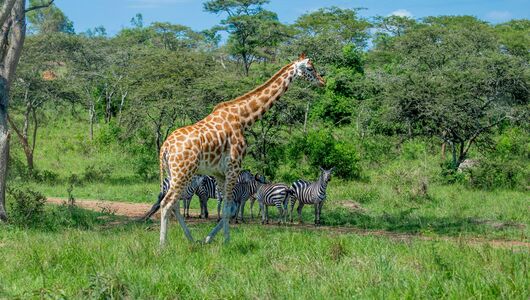 Vandresafari ved Lake Mburo nationalpark
