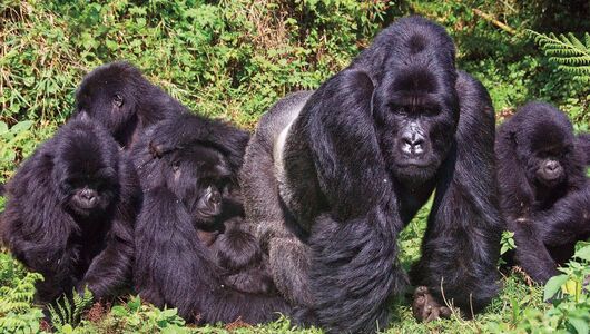 Gorilla med unge