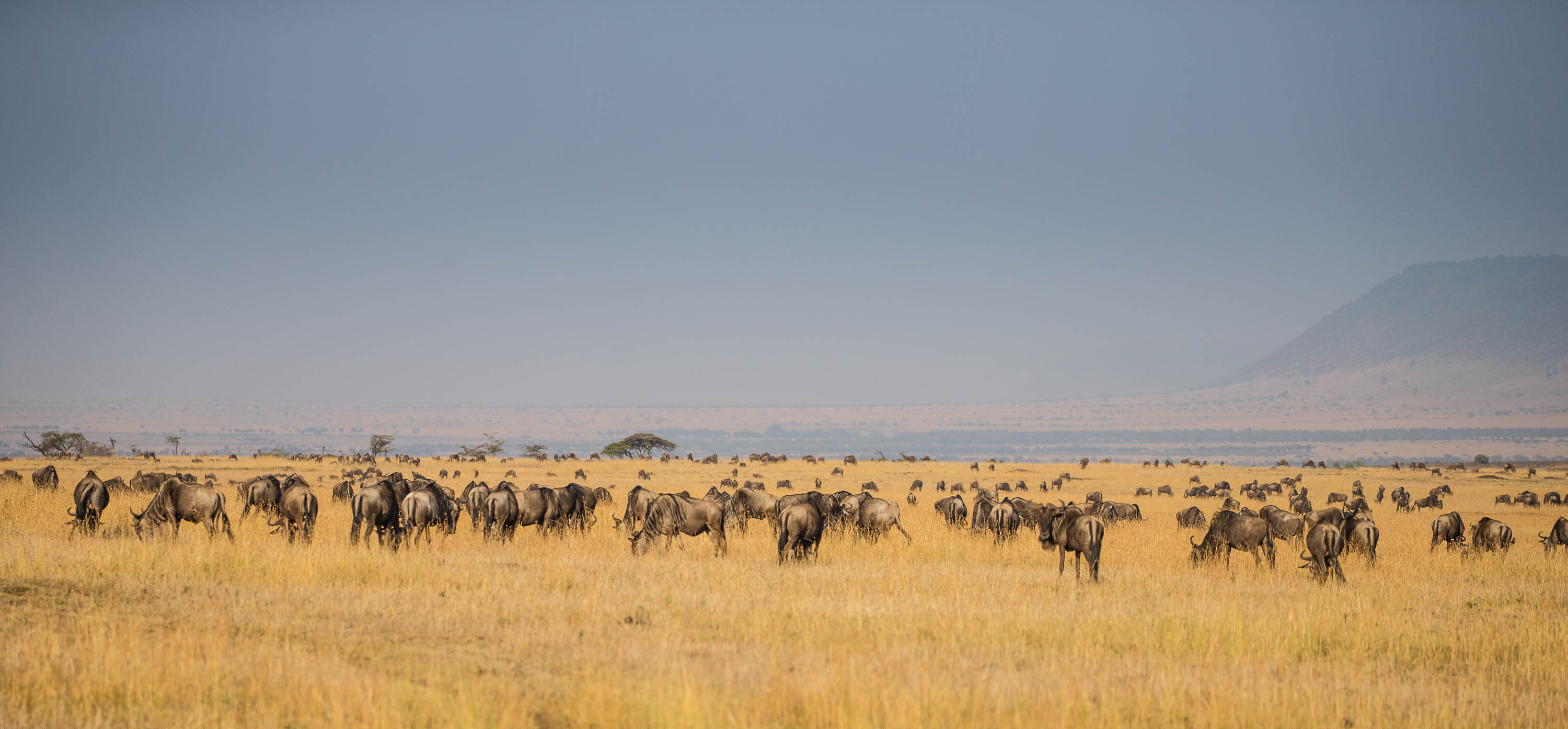 Gnuer Den store vandring