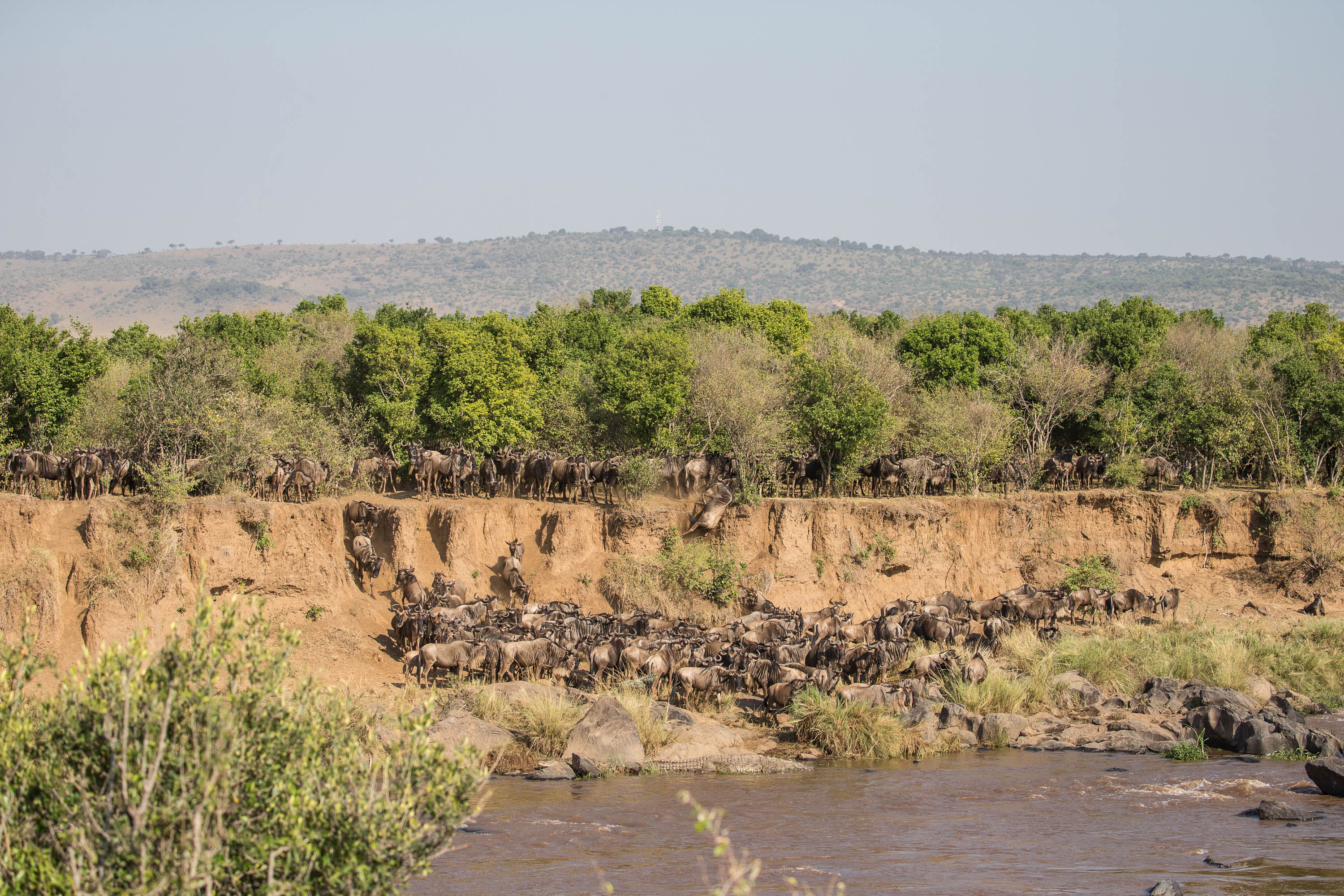 Gnuer Flokke af gnuer