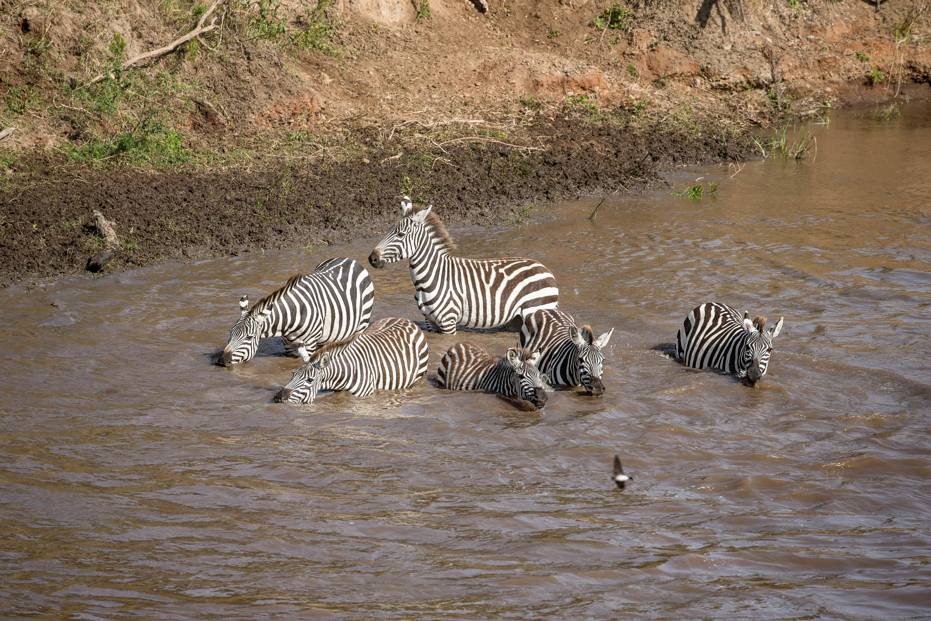 zebraer i floden zebraer