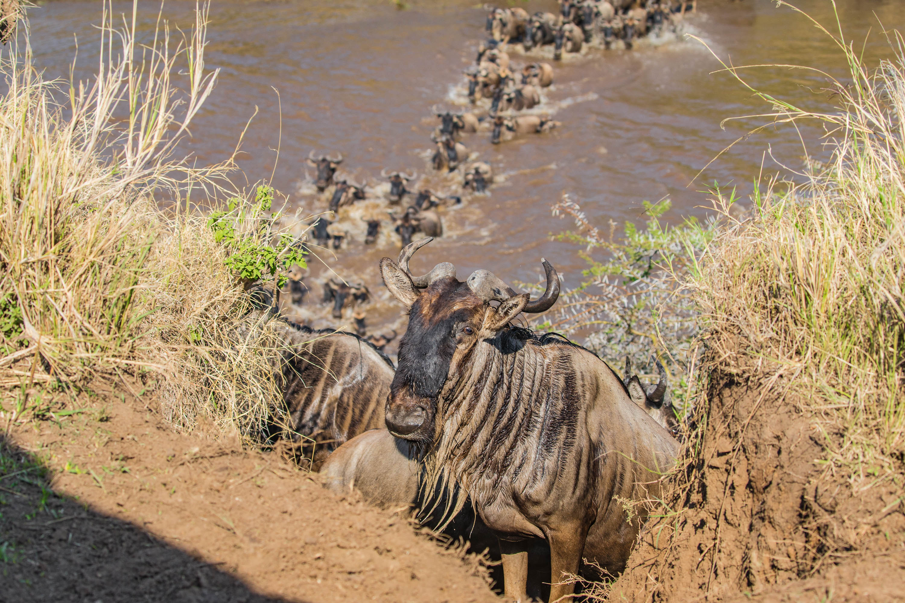 close up af gnu gnu tæt på