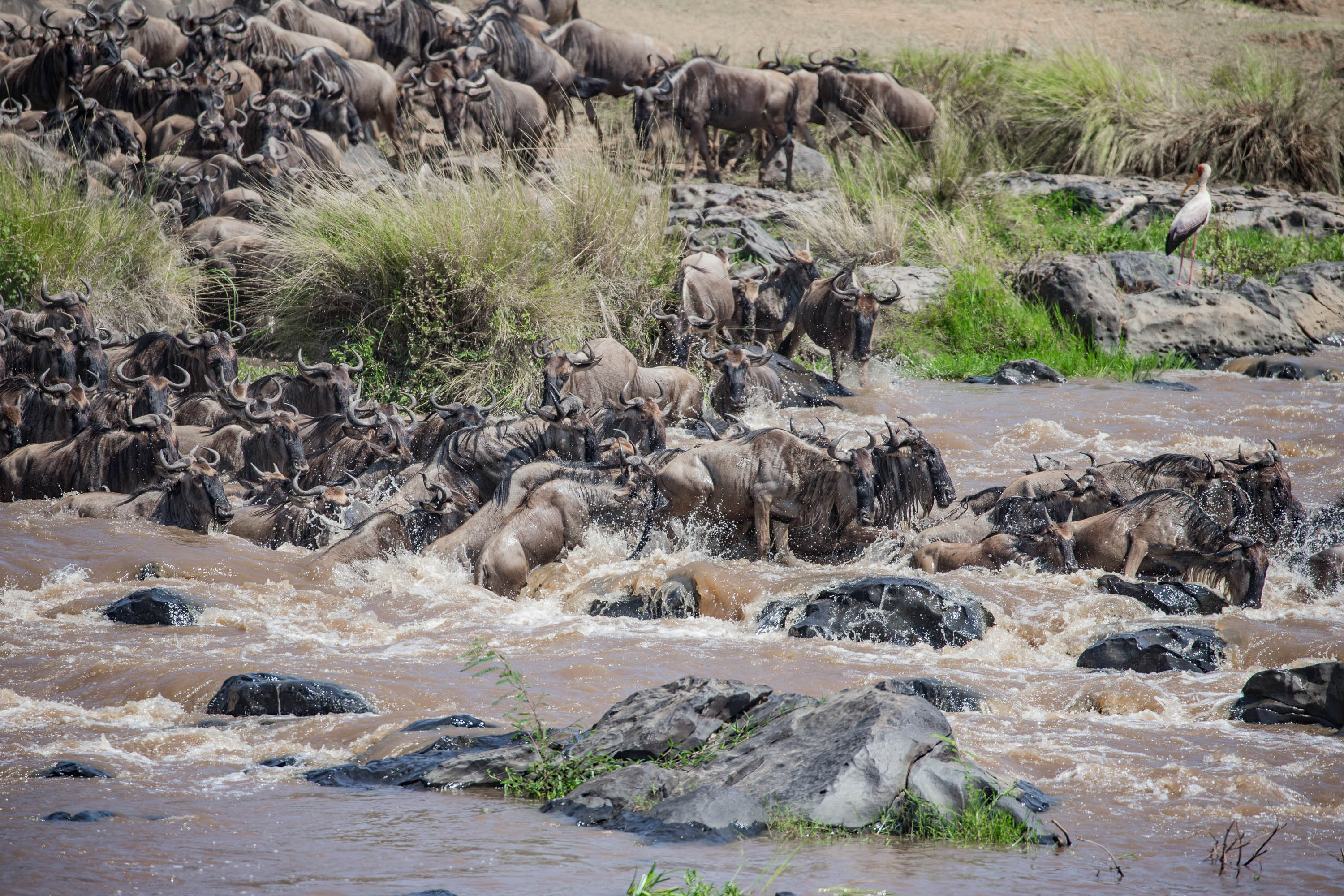 Gnuer i floden Gnuer i floden