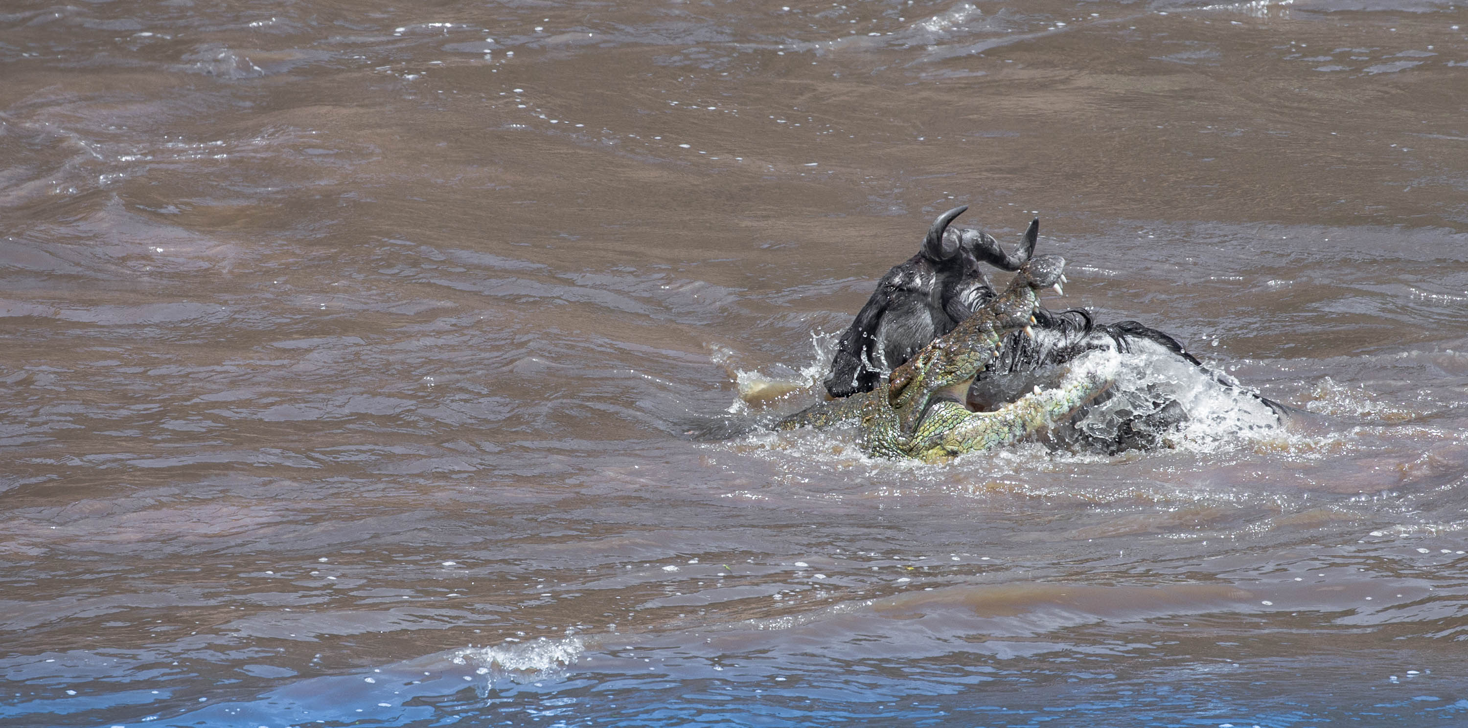 gnu tages af krokodille gnu tages af krokodille