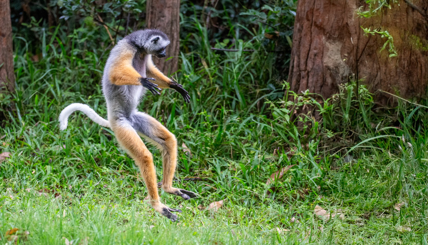 Dansende lemur