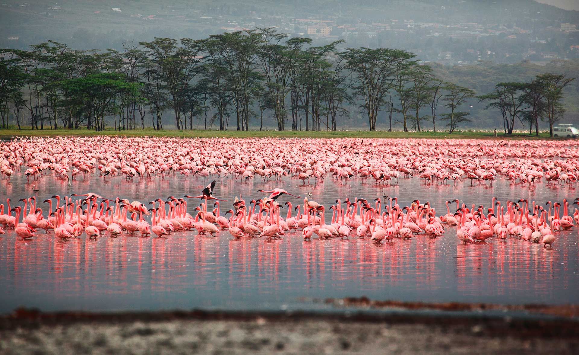 Flamingoer i Lake Nakuru