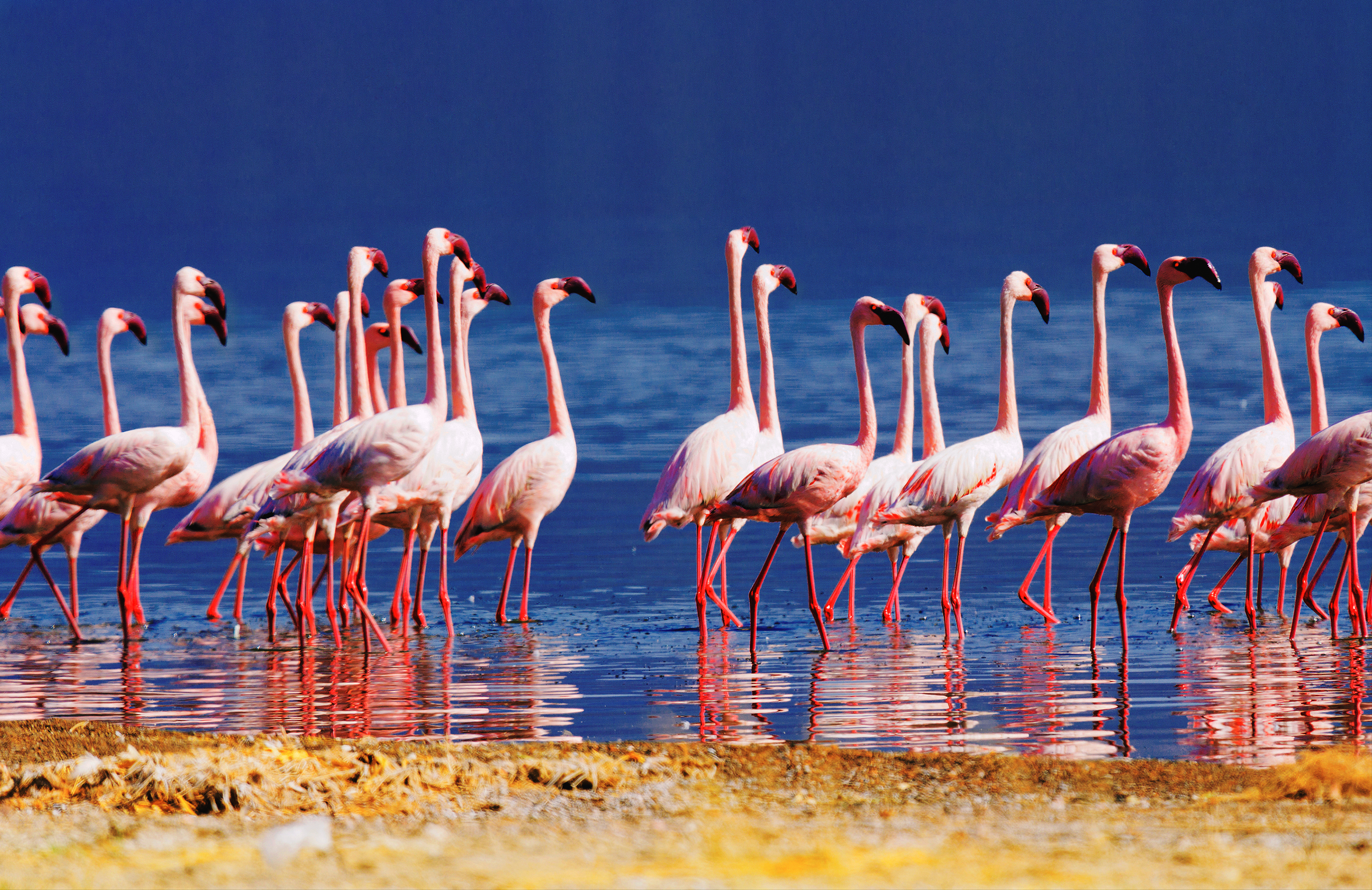 Flamingo Lake Bogoria