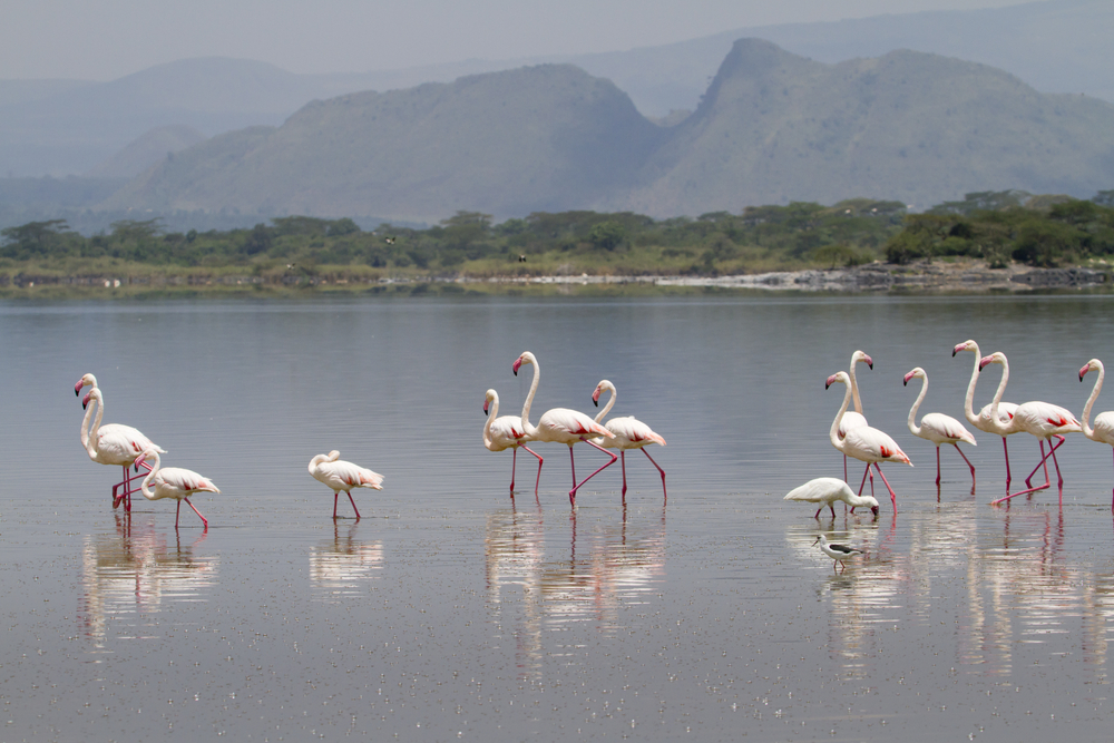 Flamingo Lake Elemtaita