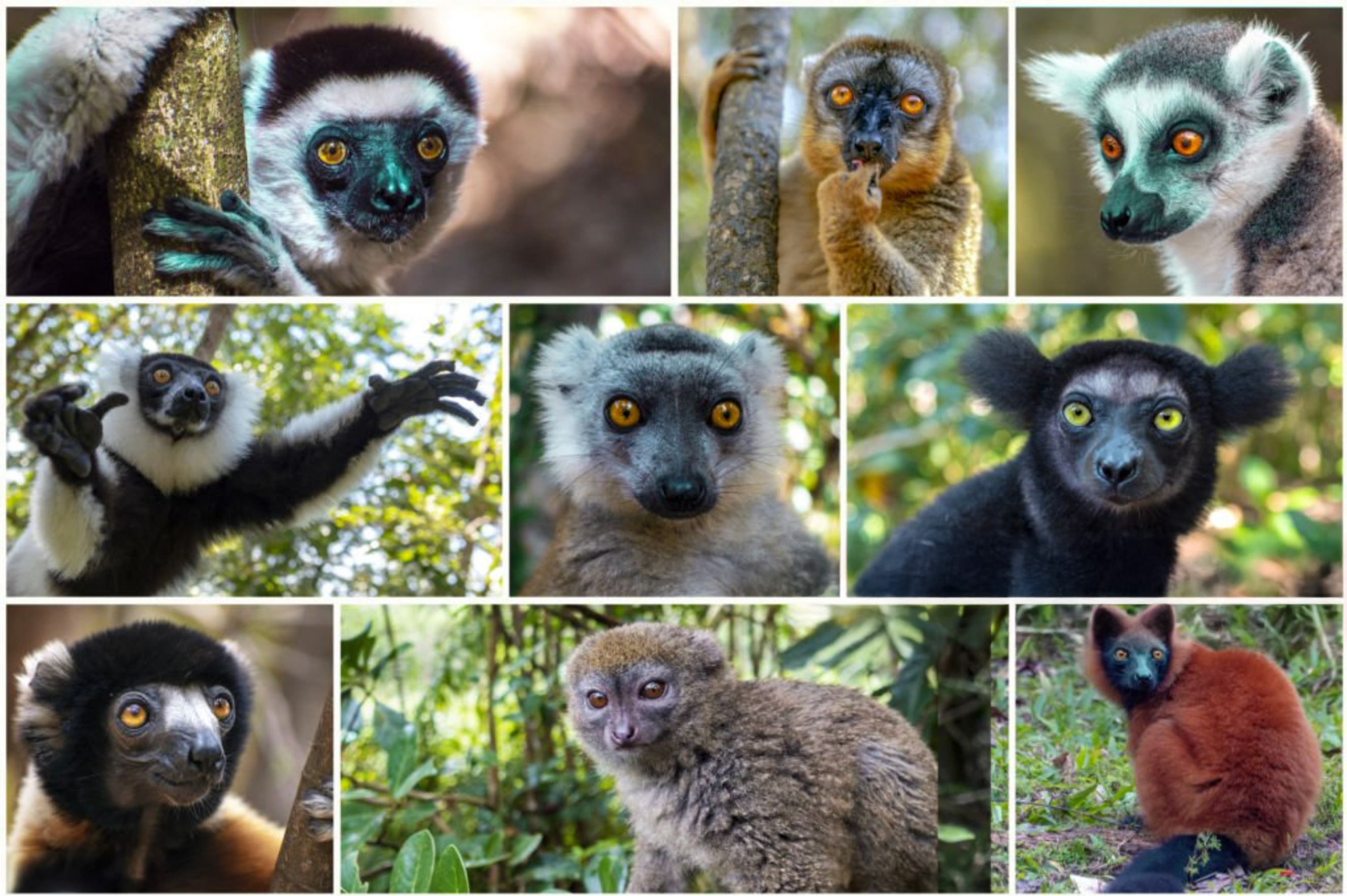Lemurer på Madagaskar Lemurer på Madagaskar