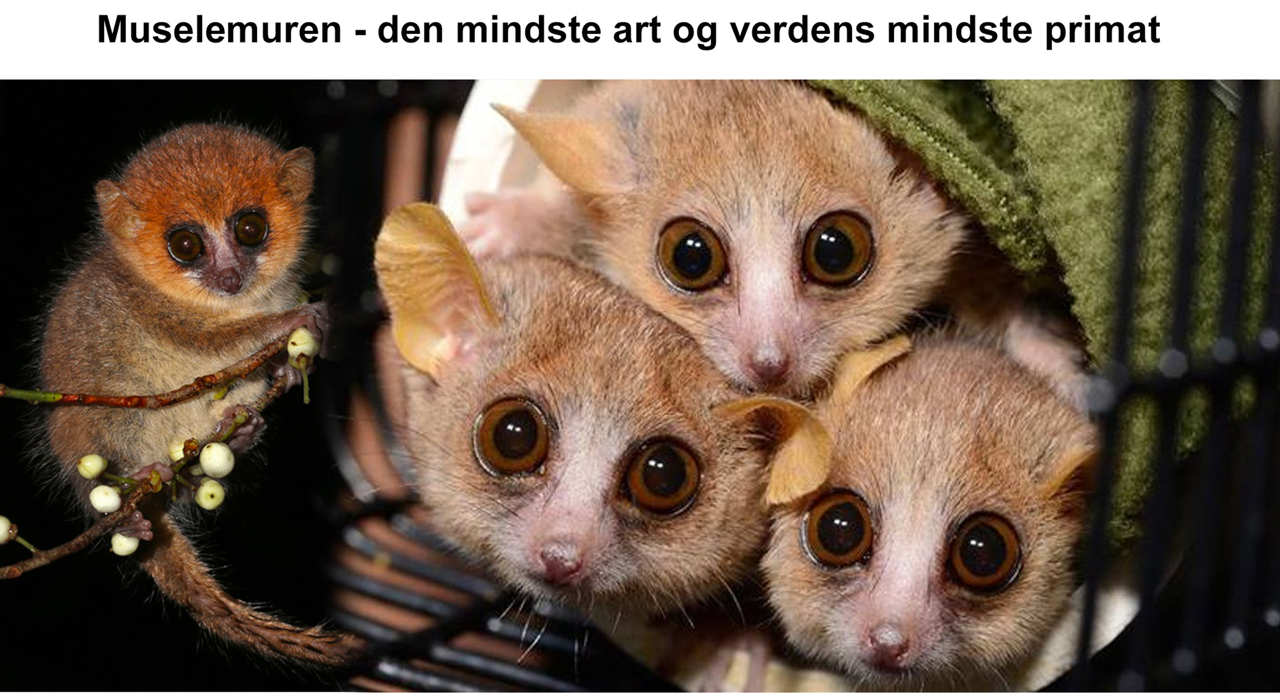 Muselemuren Muselemuren