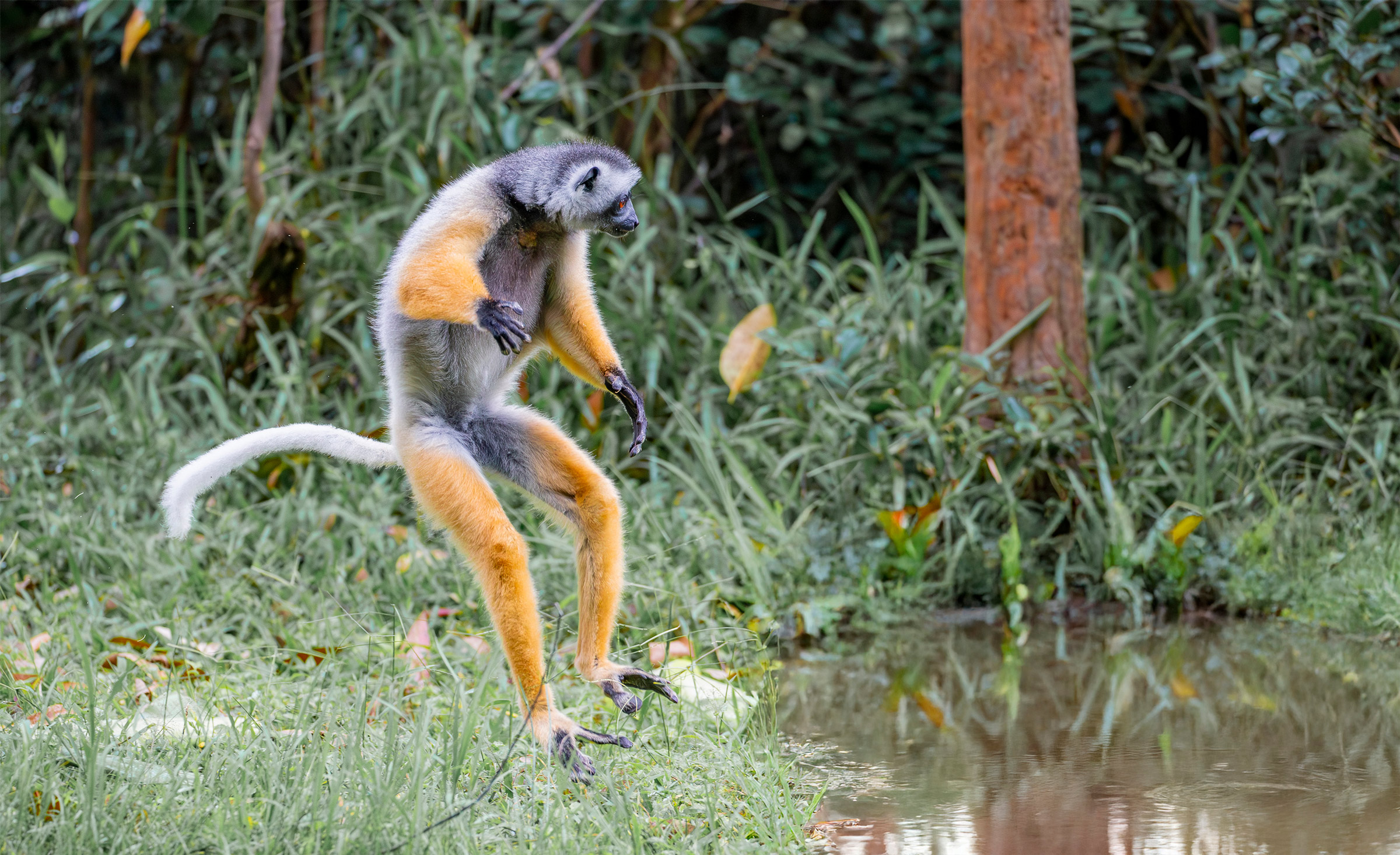 Diademlemur Diademlemur