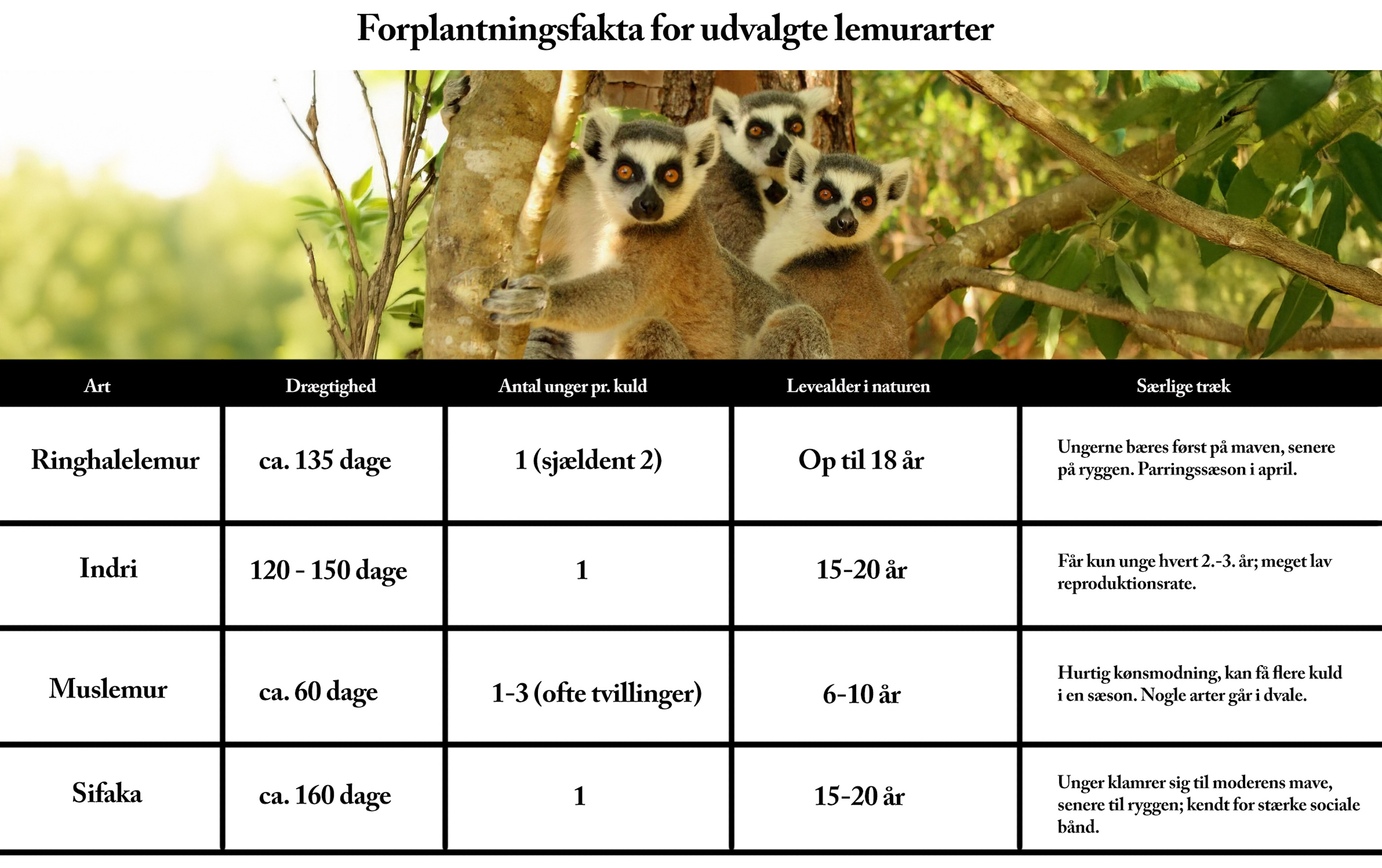 Lemurer forplantningsfakta Forplantningsfakta hos nogle lemurer