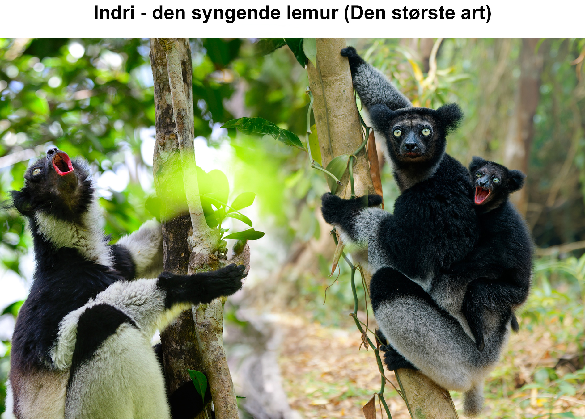 Den syngende lemur Indri