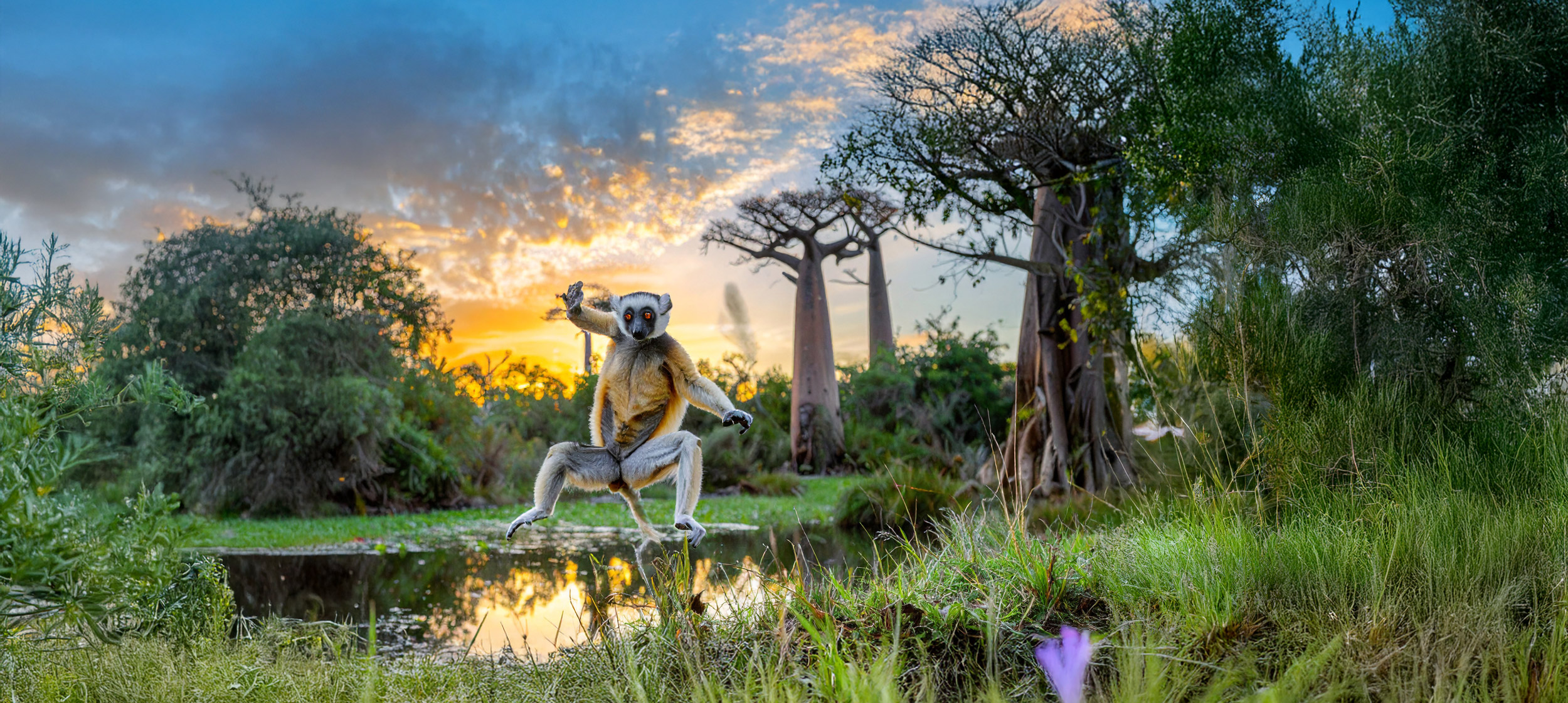 Springende ringhalelemur Springende ringhalelemur