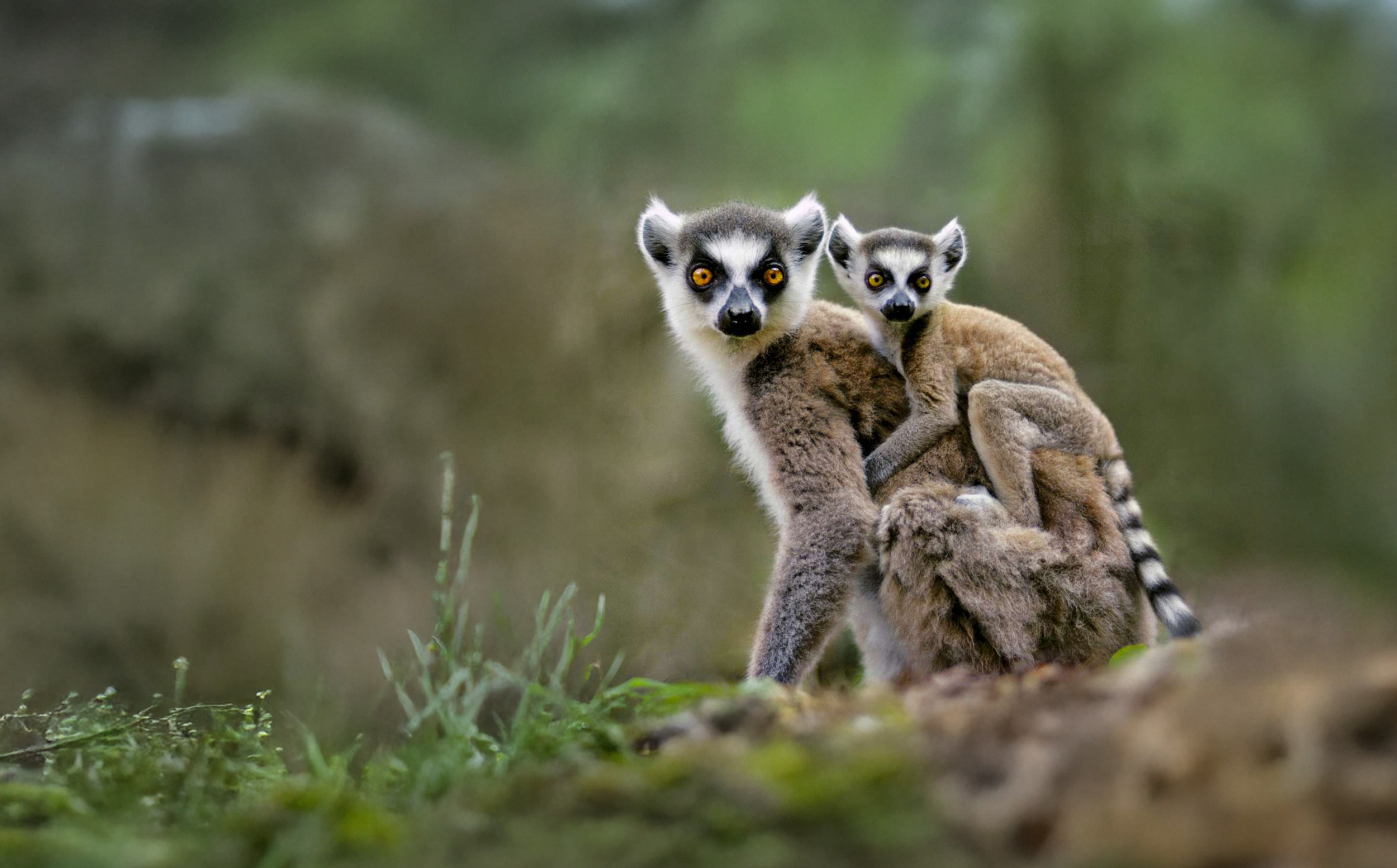 Ringhalet lemur Ringhalet lemur