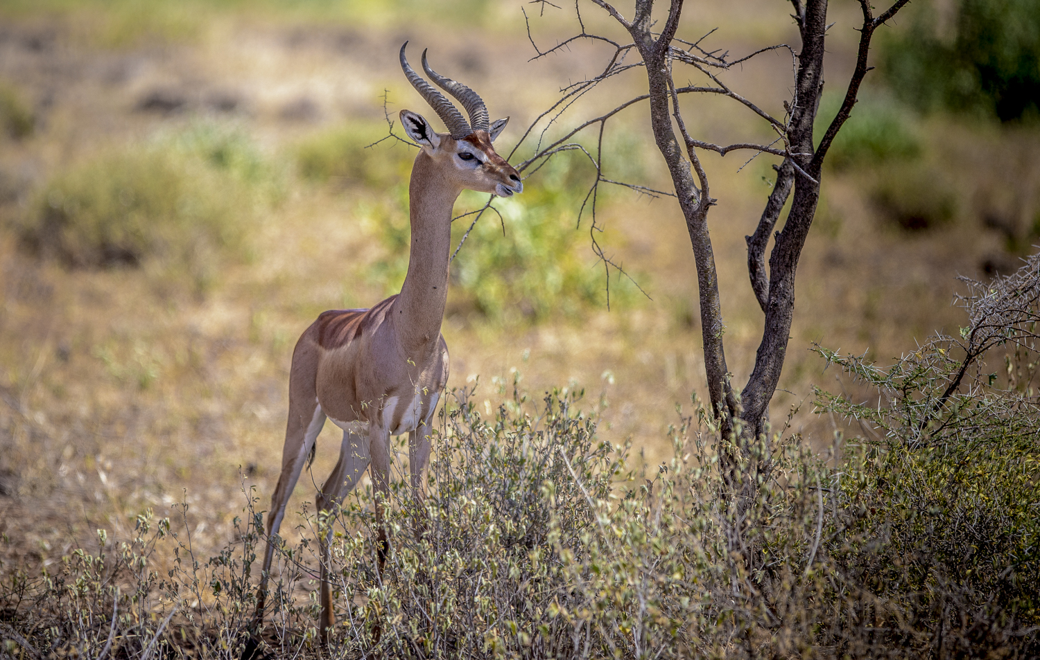 Gerenuk