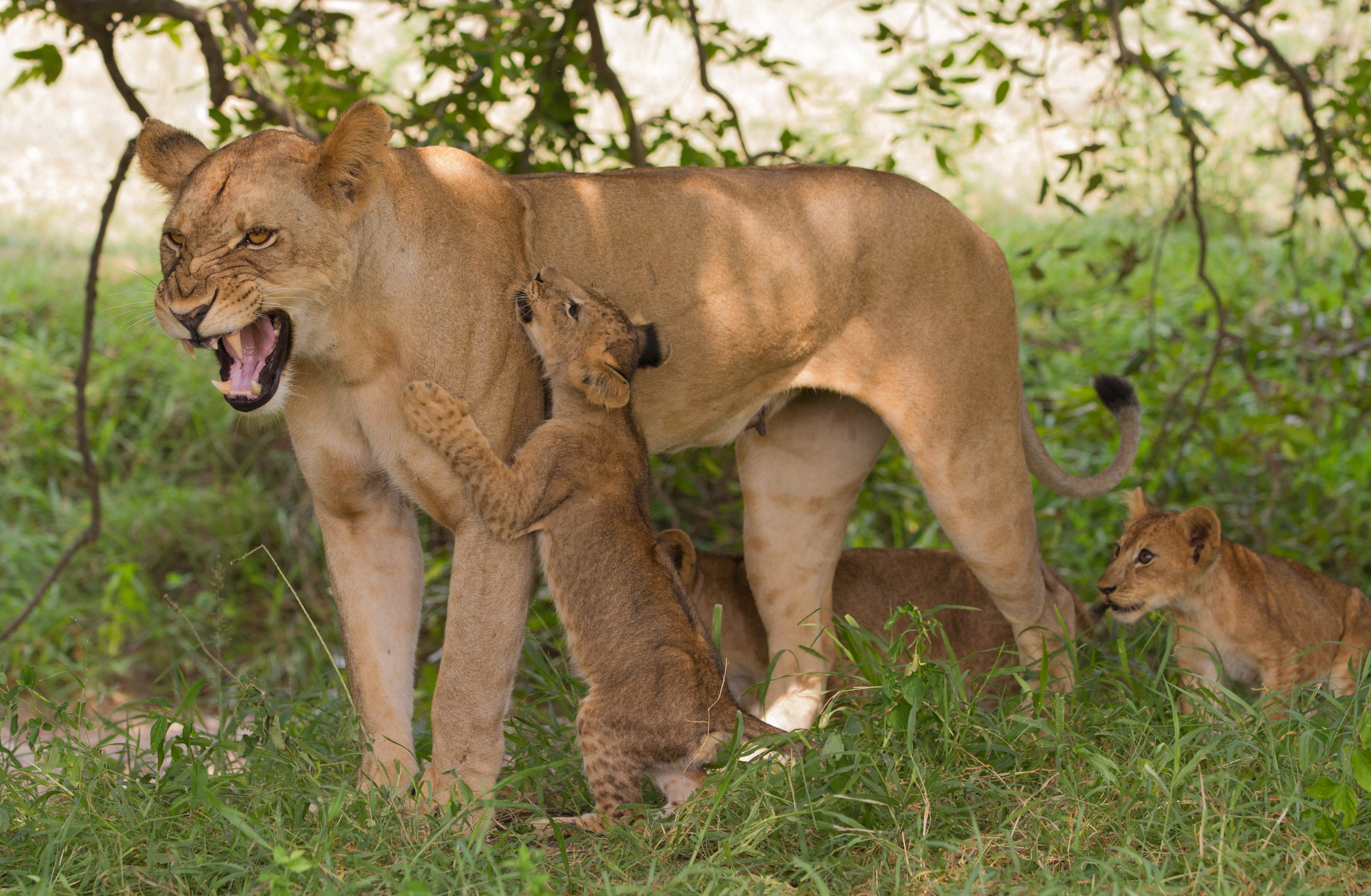 Safari i nationalpark med Safari Eksperten